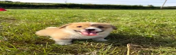 Welsh Corgi Pembroke dogs for sale: KC Pembrokeshire Corgi Puppies with Champion Lines - Advert 23