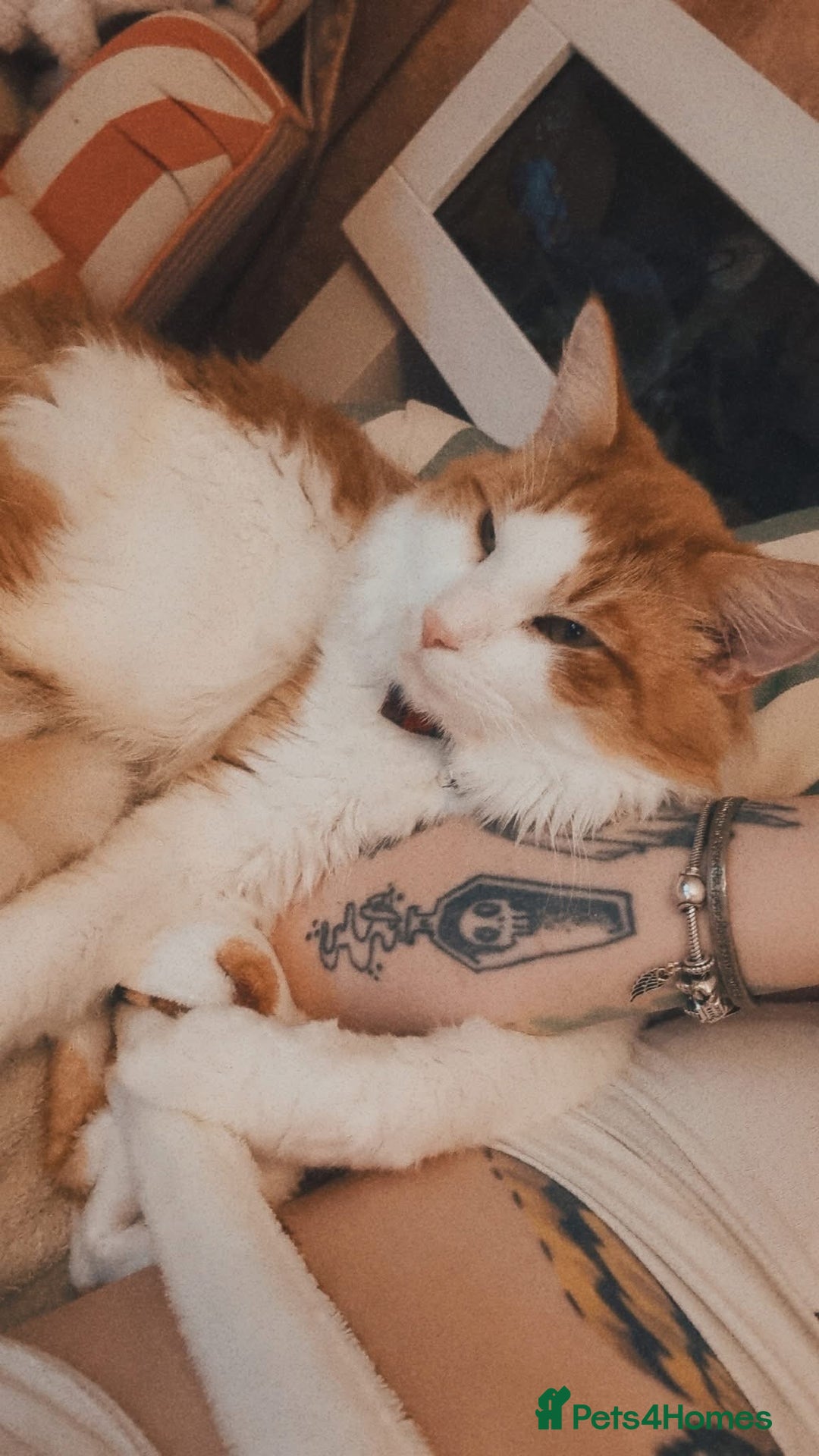 Mixed Breed cats for sale: Long hair ginger and white males  - Advert 8