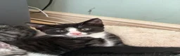 Domestic Shorthair cats for sale: READY TO GO‼️ 5 kittens! - Advert 25