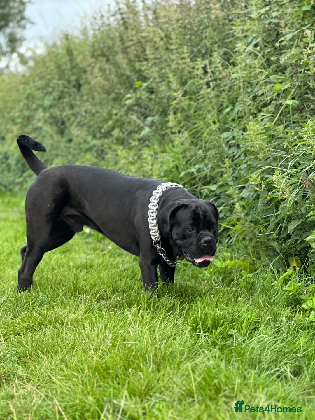 Cane Corso dogs for stud: Cane corso Rico Thor ready to stud in Bedford - Image 3