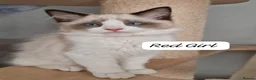 Ragdoll cats for sale: Last 3 Luxury Kittens left -European line Ragdoll - Advert 3