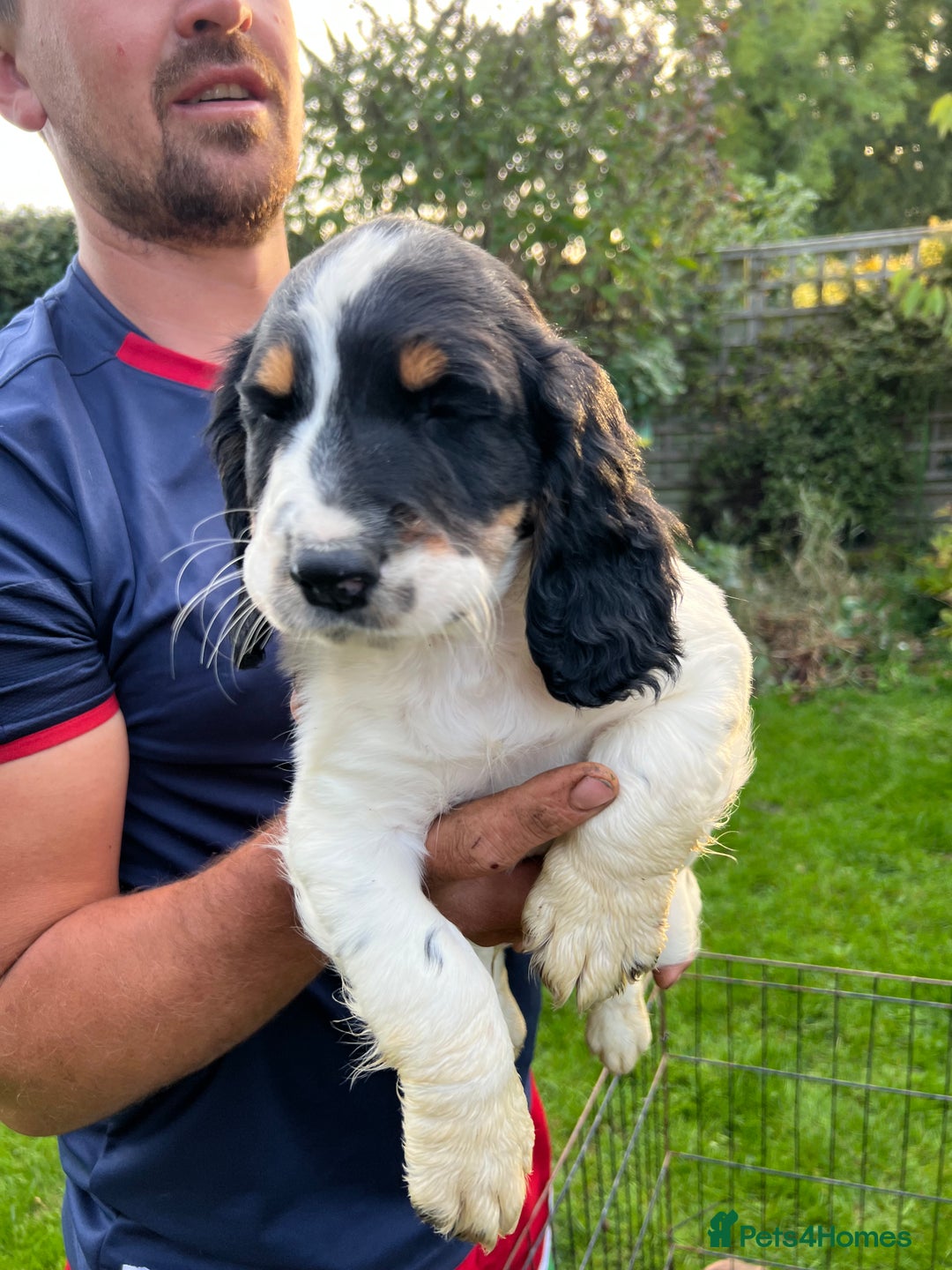 English Springer Spaniel dogs for sale: Traditional English springer spaniels  - Image 24