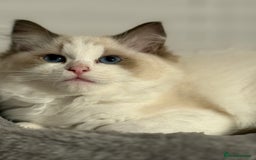 Ragdoll cats for sale: Ragdoll kittens - Image 5