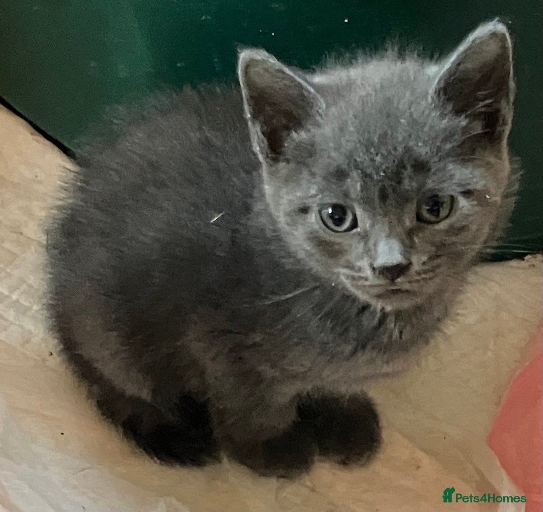 Domestic Shorthair cats for sale: Gorgeous blue short haired kittens  - Advert 8