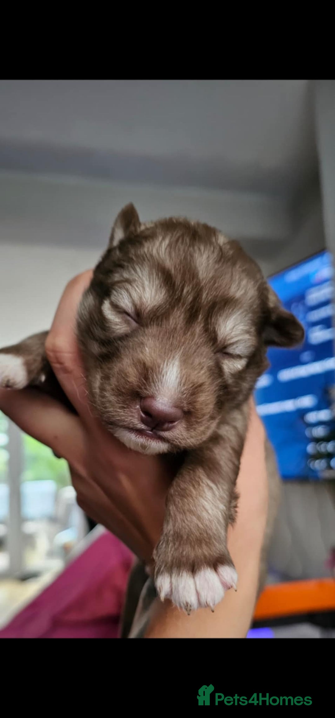 Siberian Husky dogs for sale: Wooly Siberian Husky - Image 3