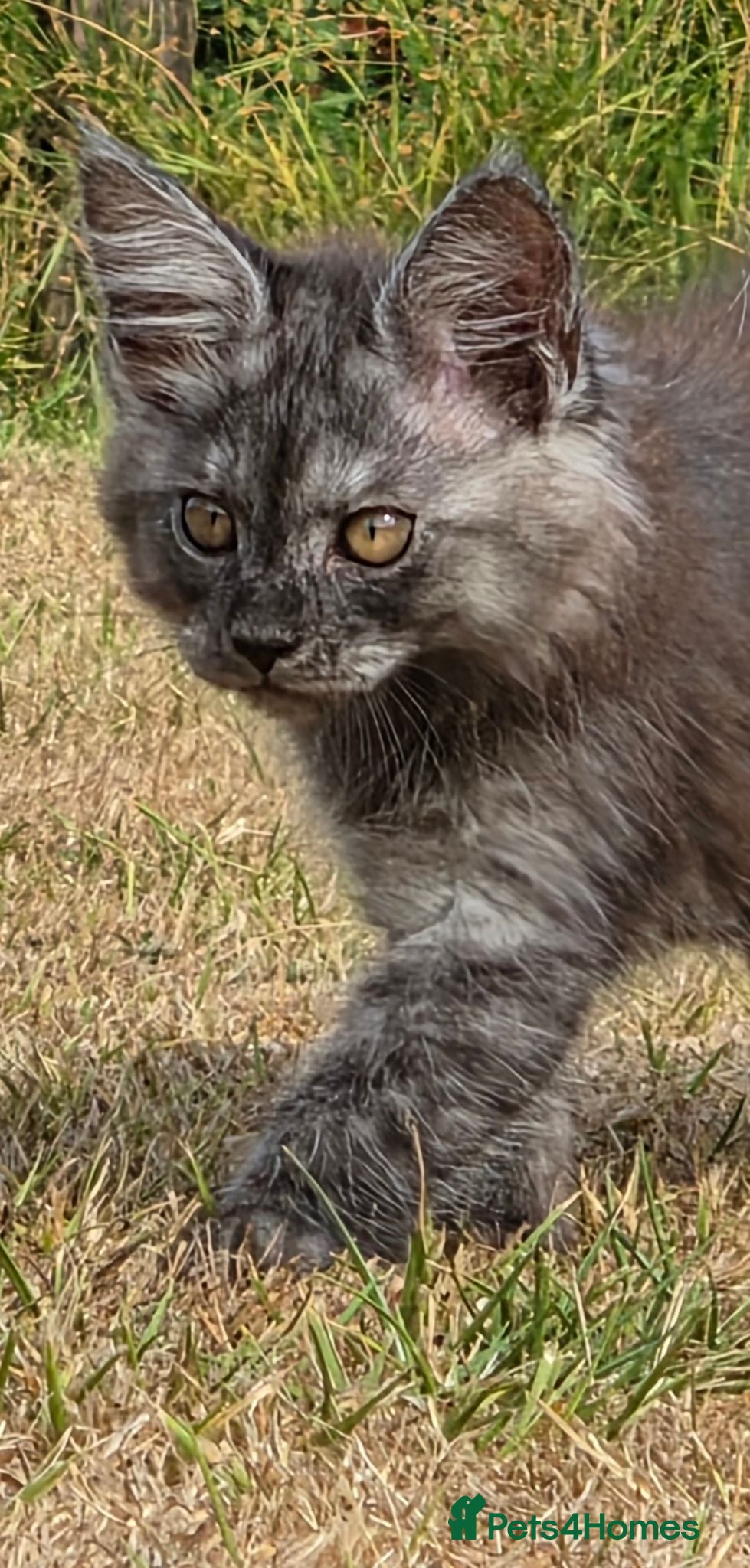 Maine Coon cats 1 Boy 1 Girl TAKE HOME TODAY - Advert 1