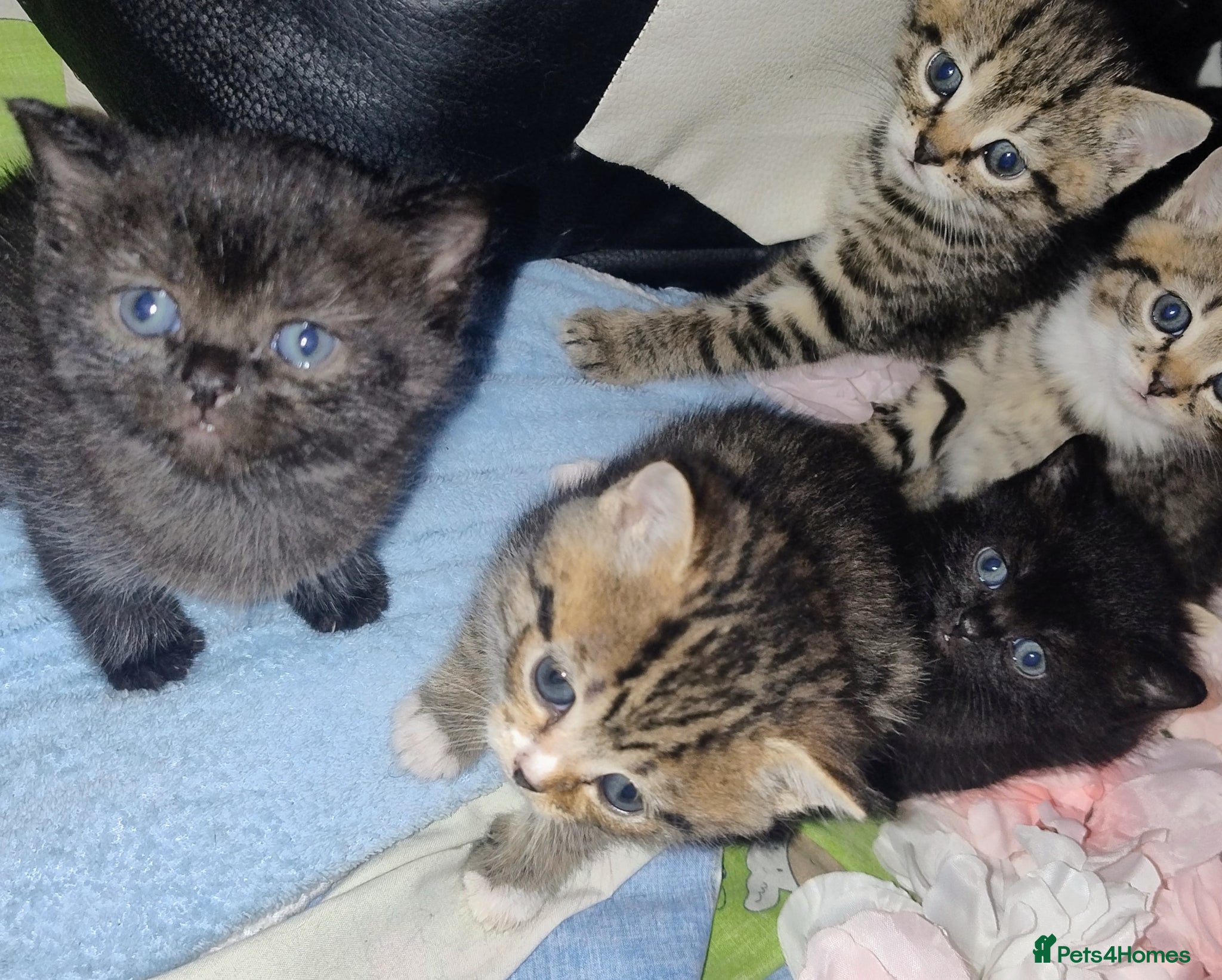 Mixed Breed cats Affectionate, and socialised miniature kittens - Advert 1