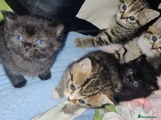 Mixed Breed cats Affectionate, and socialised miniature kittens - Advert 1
