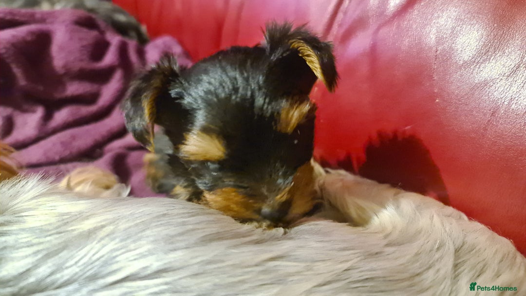 Yorkshire Terrier dogs for sale: Yorkie Terrier Puppy for Sale - Advert 13