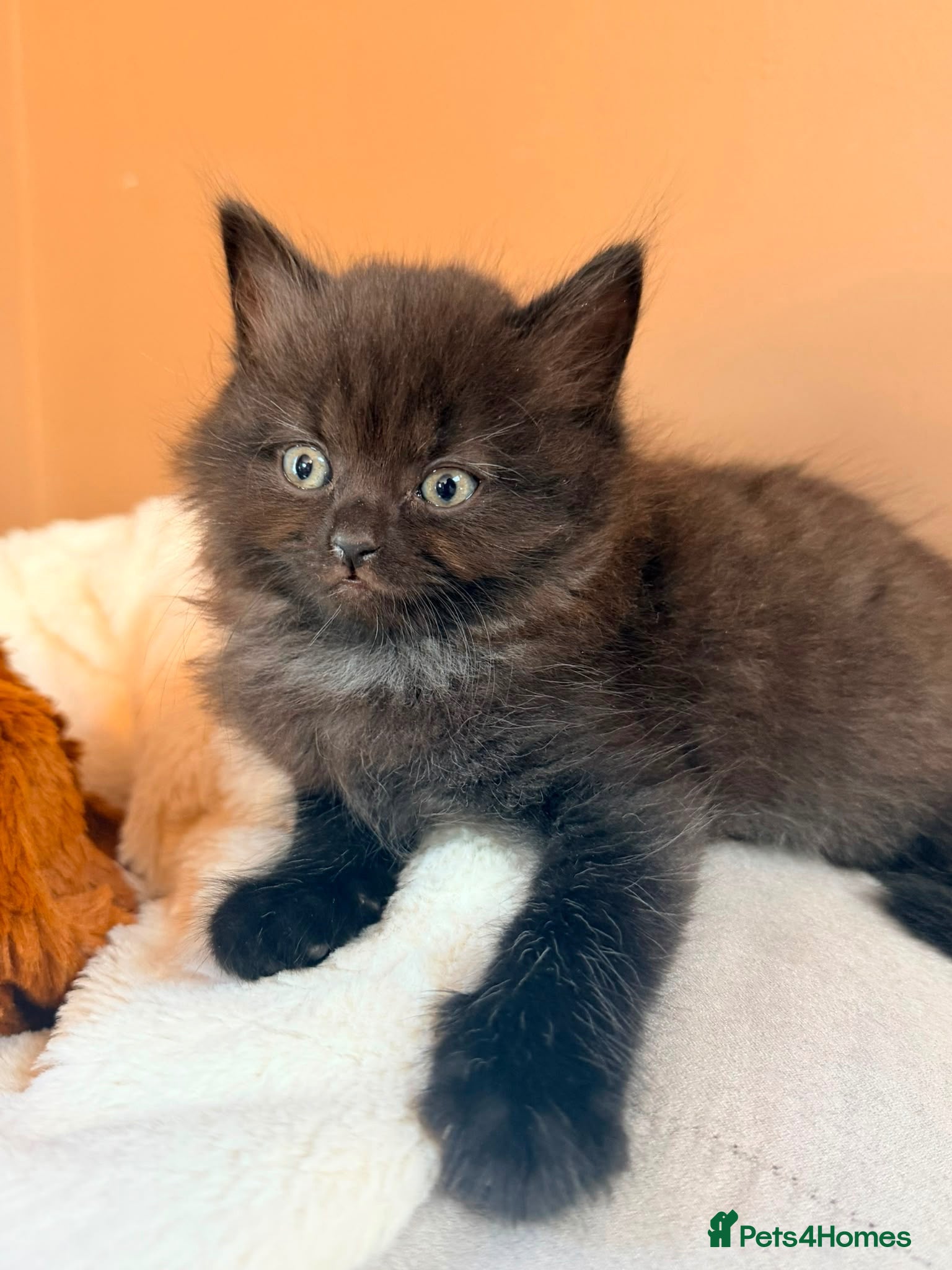 Mixed Breed cats BritishShorthairCross, open to sensible offers  - Advert 5