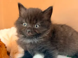 Mixed Breed cats BritishShorthairCross, open to sensible offers - Advert 5