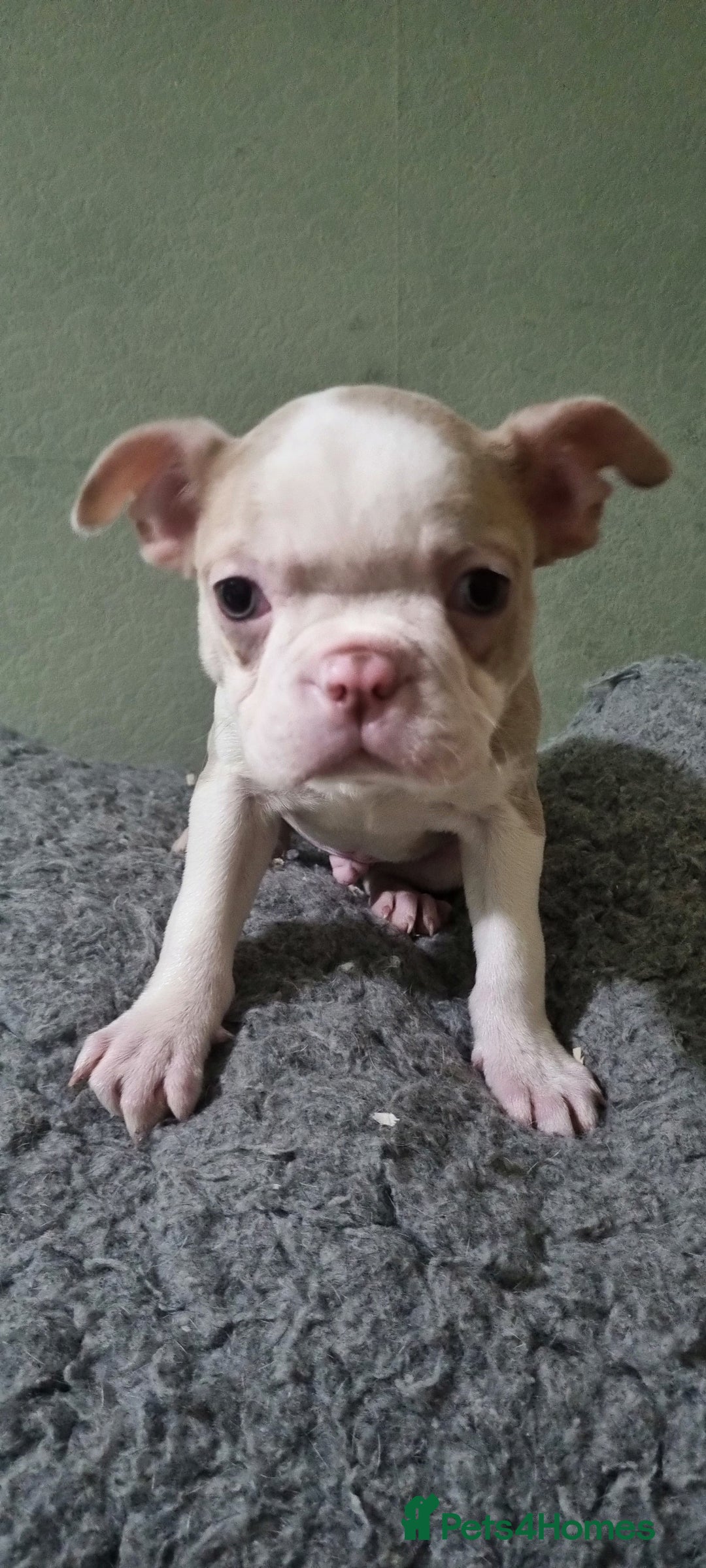 Boston Terrier dogs for sale: Stunning Lilac Boston Terrier  5* KC - Advert 5