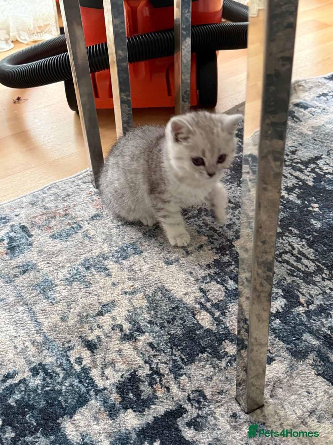 British Shorthair cats for sale: BSH Silver Tabby kittens for Sale! - Image 12