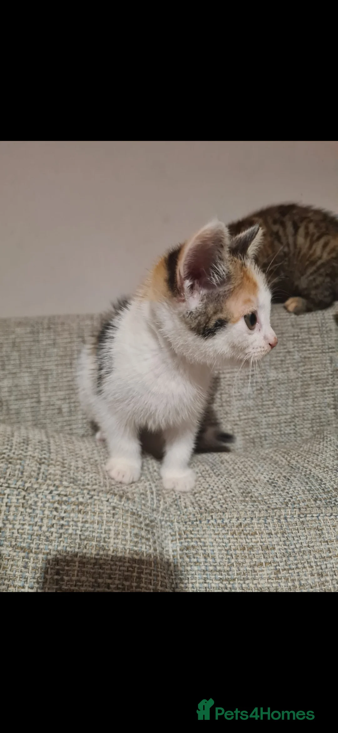 Mixed Breed cats for sale: 10 week old kittens (ready by 5th march) - Advert 15