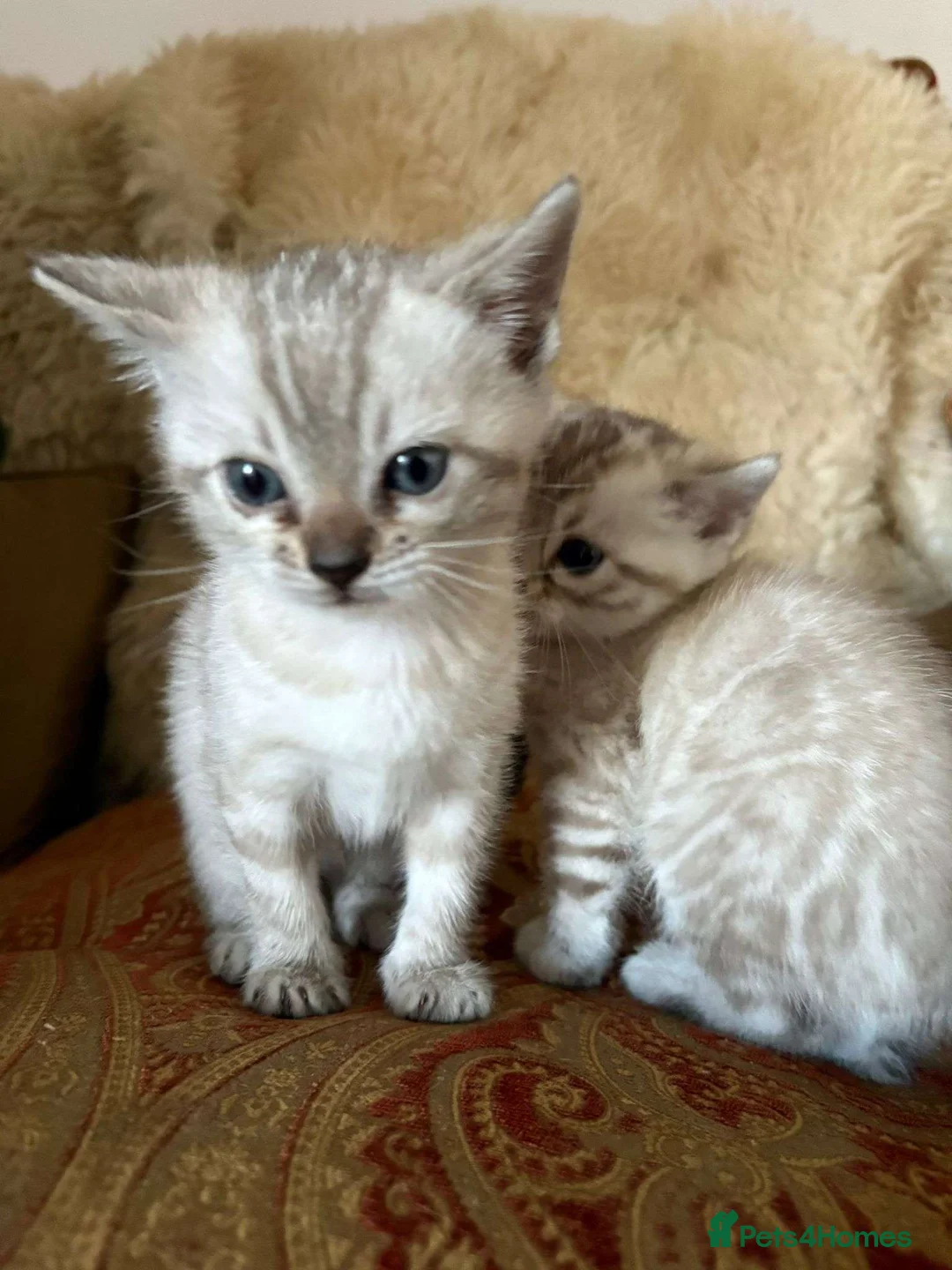 Bengal cats for sale: RARE TICA Snow lynx Clouded glitter bengal kittens in Port Glasgow - Advert 2