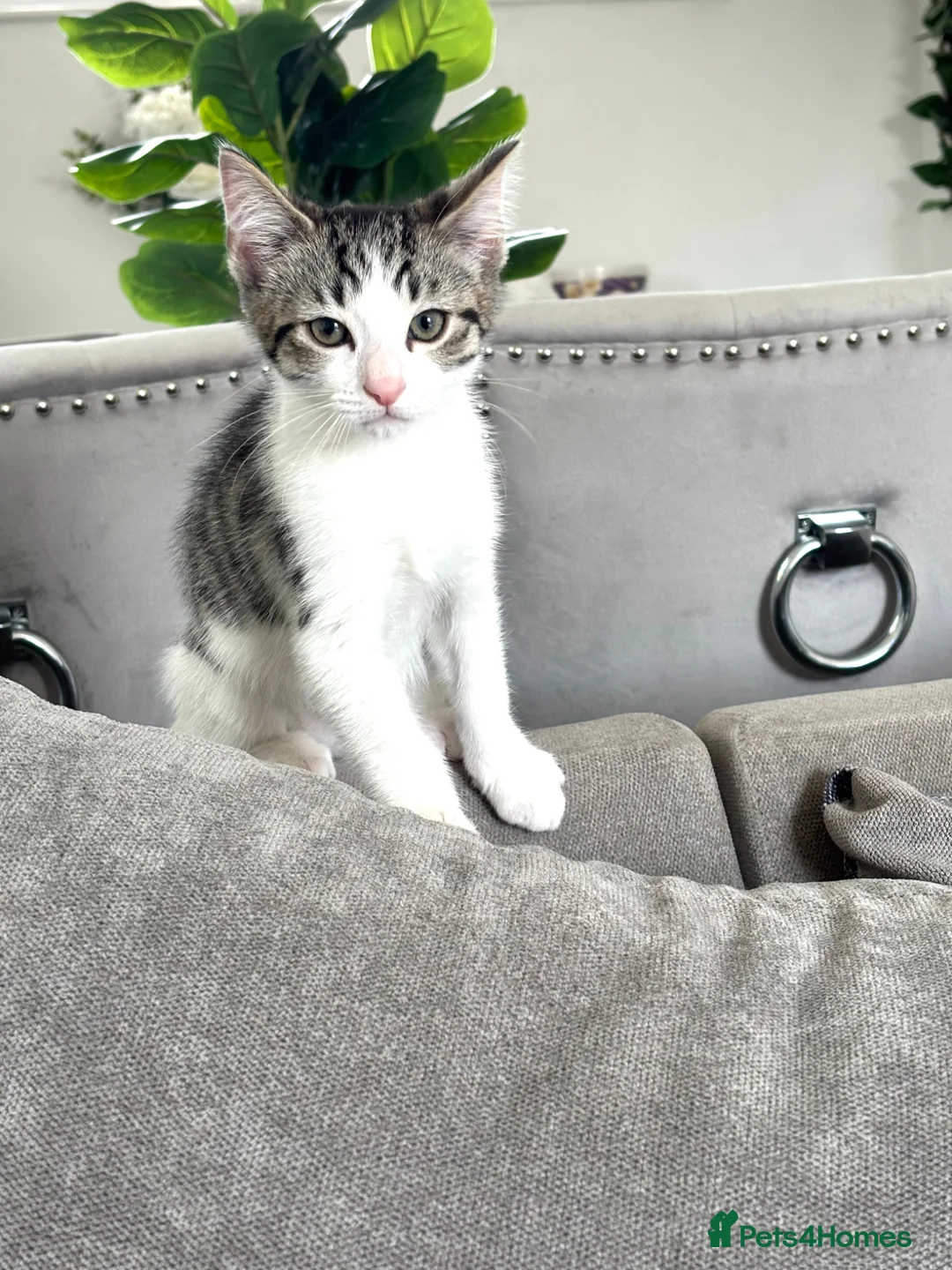 Mixed Breed cats for sale: Grey and white male kitten  - Advert 3