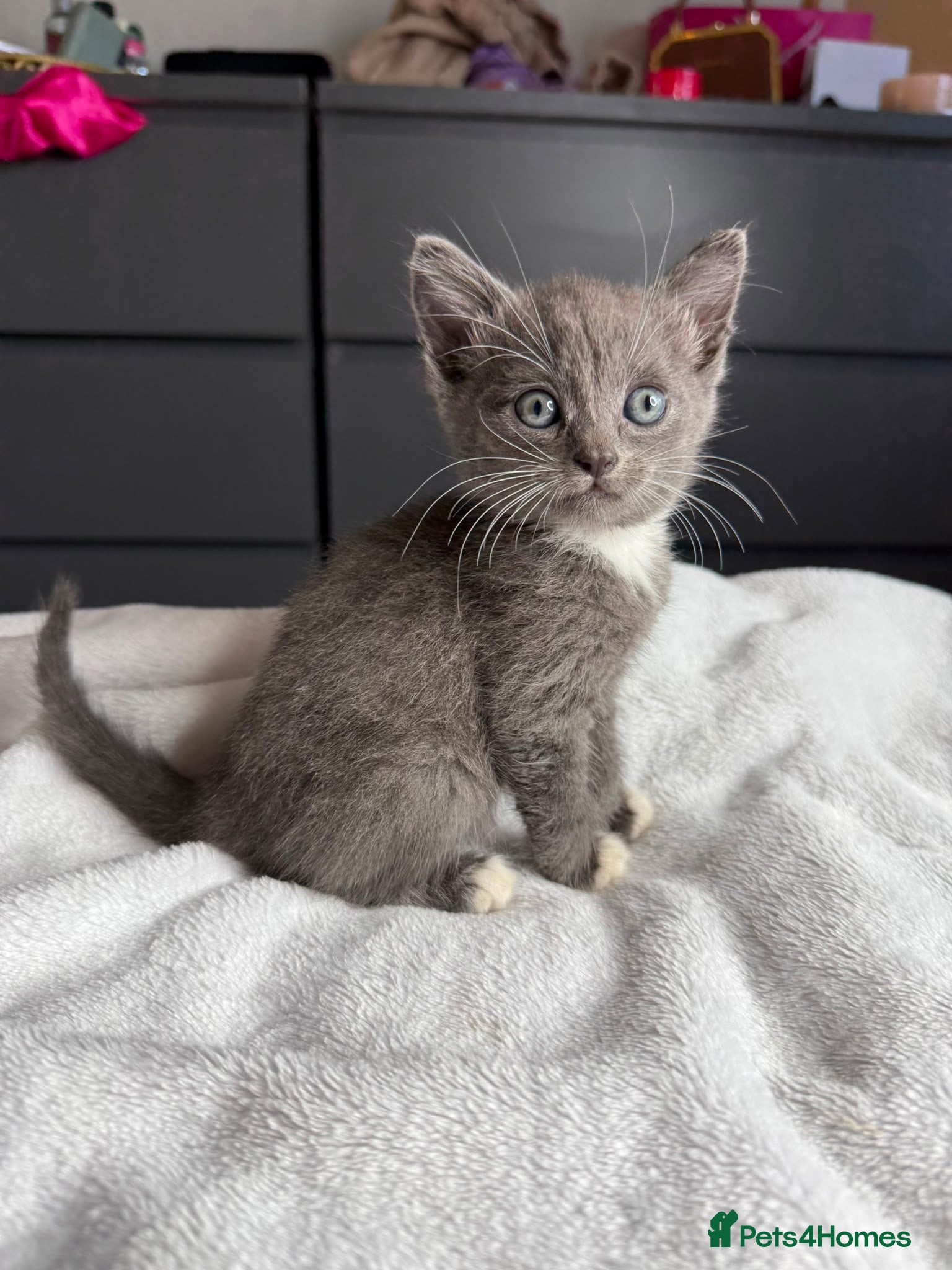 Russian Blue cats Russian blue x tabby cute kittens  - Advert 5
