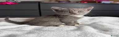 Russian Blue 1