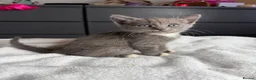 Russian Blue cats for sale: Russian blue x tabby cute kittens  - Advert 1