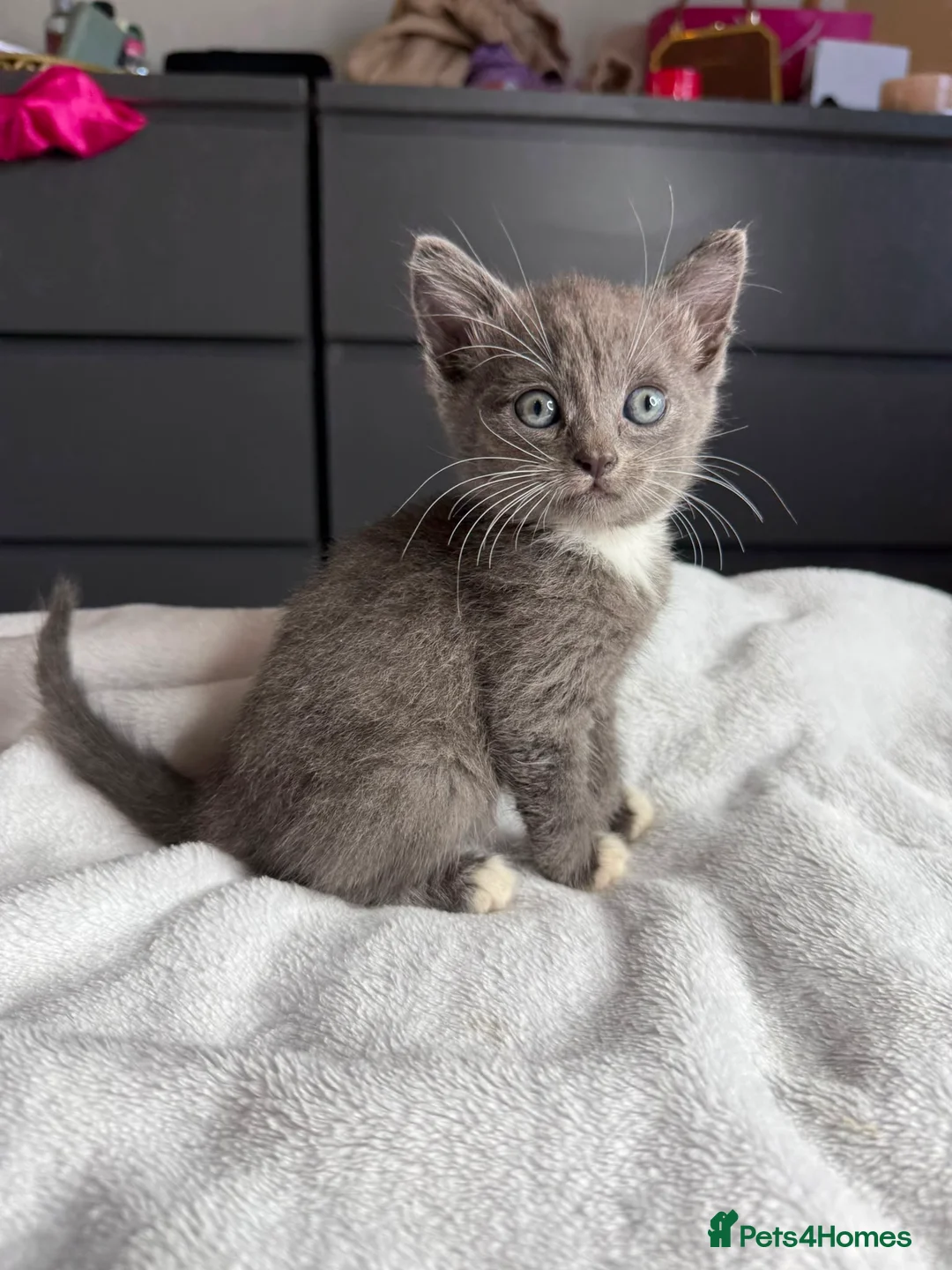 Russian Blue cats for sale: Russian blue x tabby cute kittens  - Advert 1