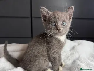 Russian Blue cats Russian blue x tabby cute kittens - Advert 5