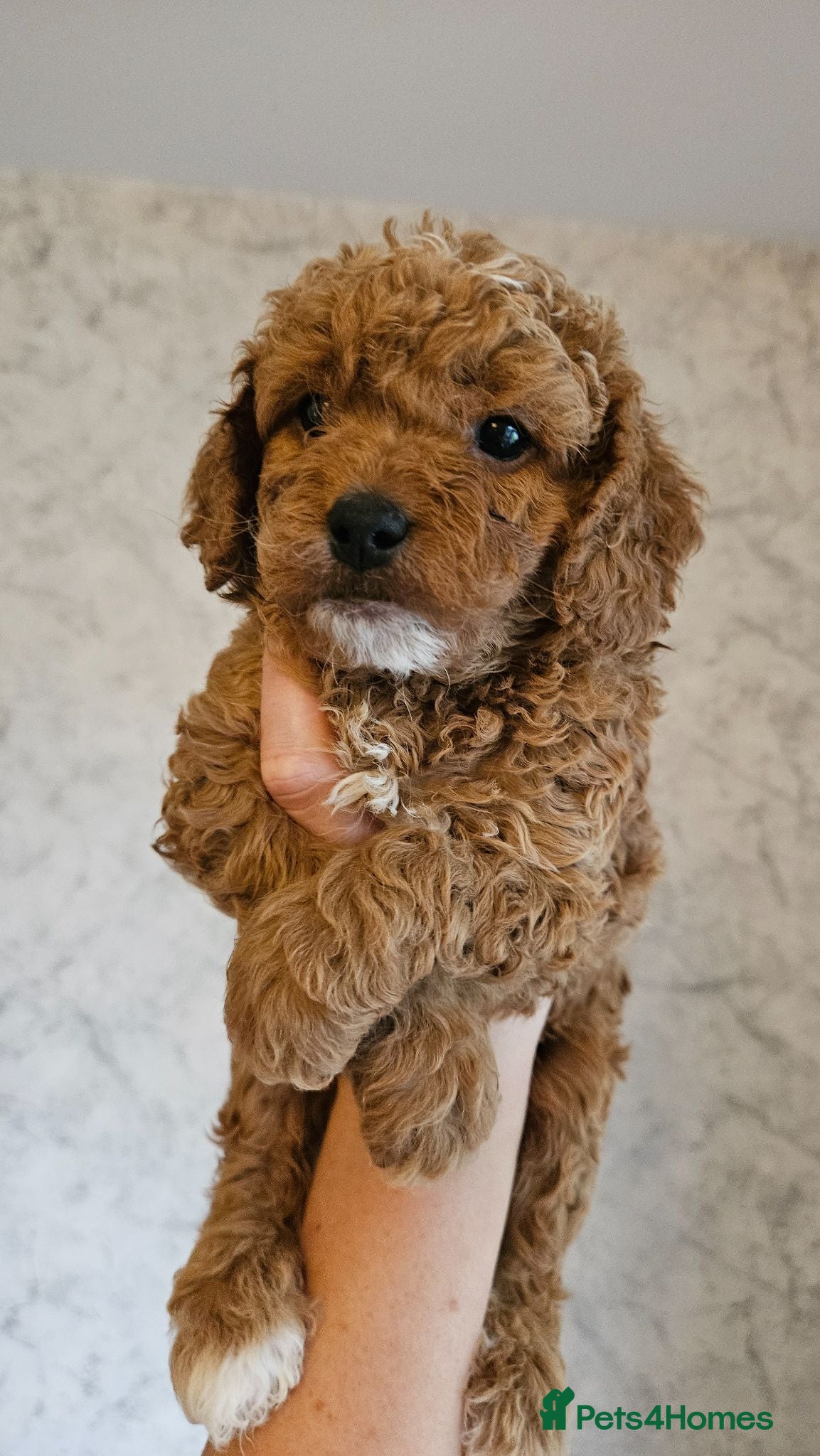 Mini Goldendoodle dogs Toy Goldendoodle Puppies (READY TO LEAVE)✨ - Advert 2
