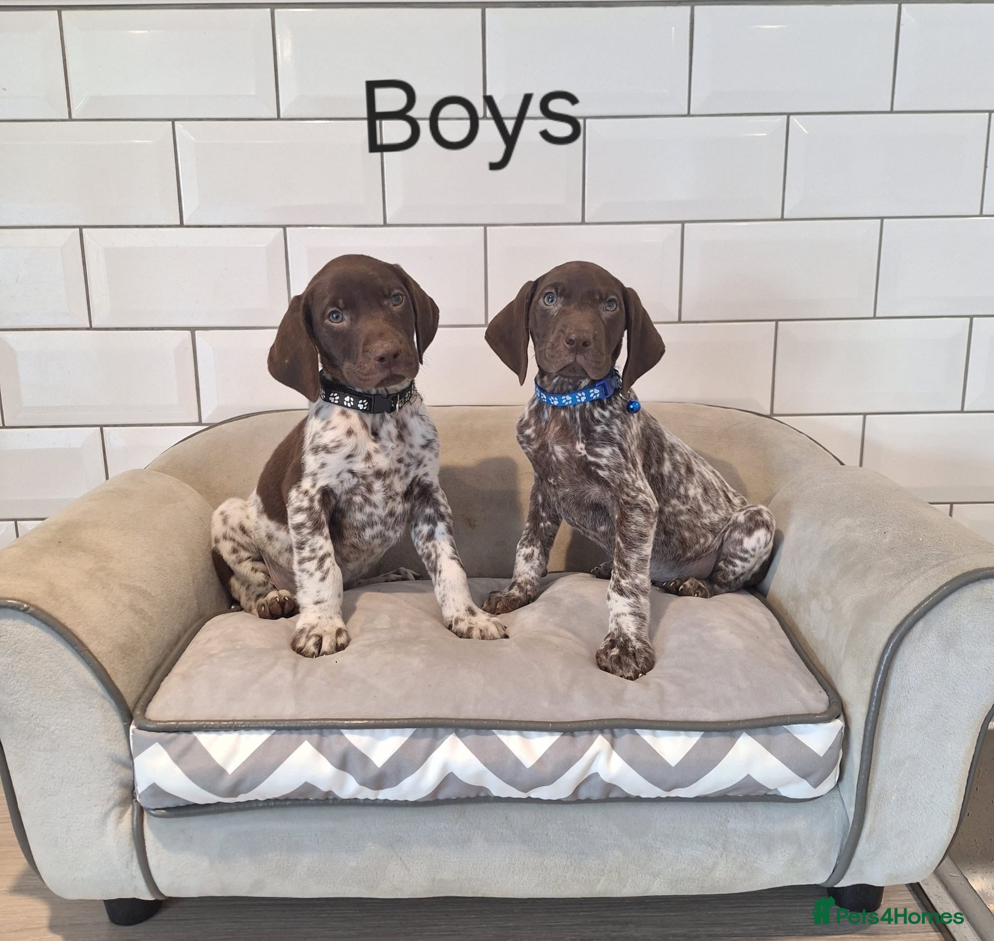 German Shorthaired Pointer dogs 🤎🤍 KC reg German Shorthaired Pointers 🤍🤎 - Advert 1