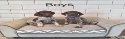 German Shorthaired Pointer dogs for sale: 🤎🤍 KC reg German Shorthaired Pointers 🤍🤎 - Advert 1