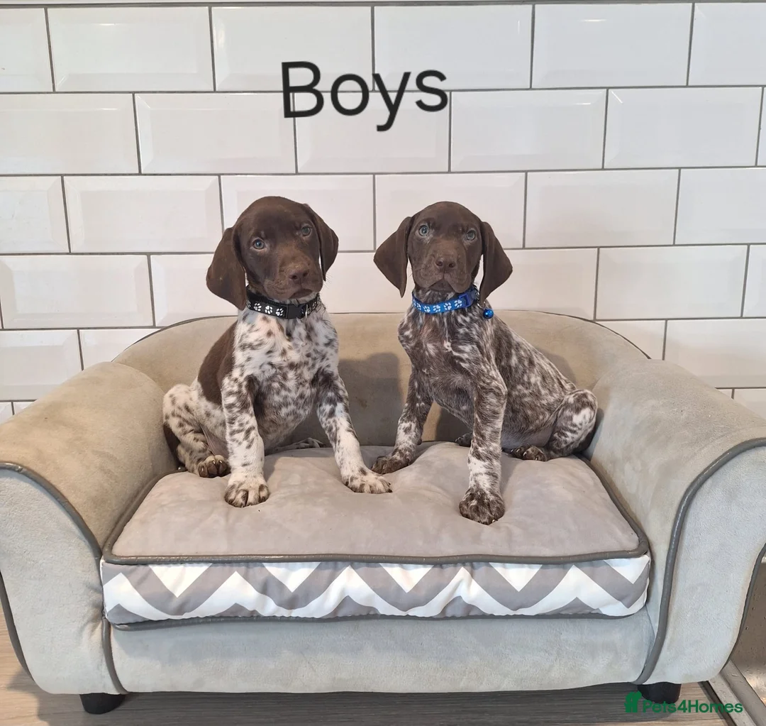 German Shorthaired Pointer dogs for sale: 🤎🤍 KC reg German Shorthaired Pointers 🤍🤎 - Advert 1