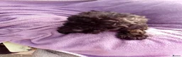 Cockapoo dogs for sale: 5 Cockapoo ready now liensed breeder  - Advert 21