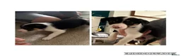 Border Collie dogs for sale: 5 Border collies puppies - Advert 5
