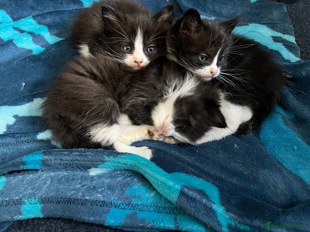 Mixed Breed cats for sale: Half Ragdoll Kitten - Image 5