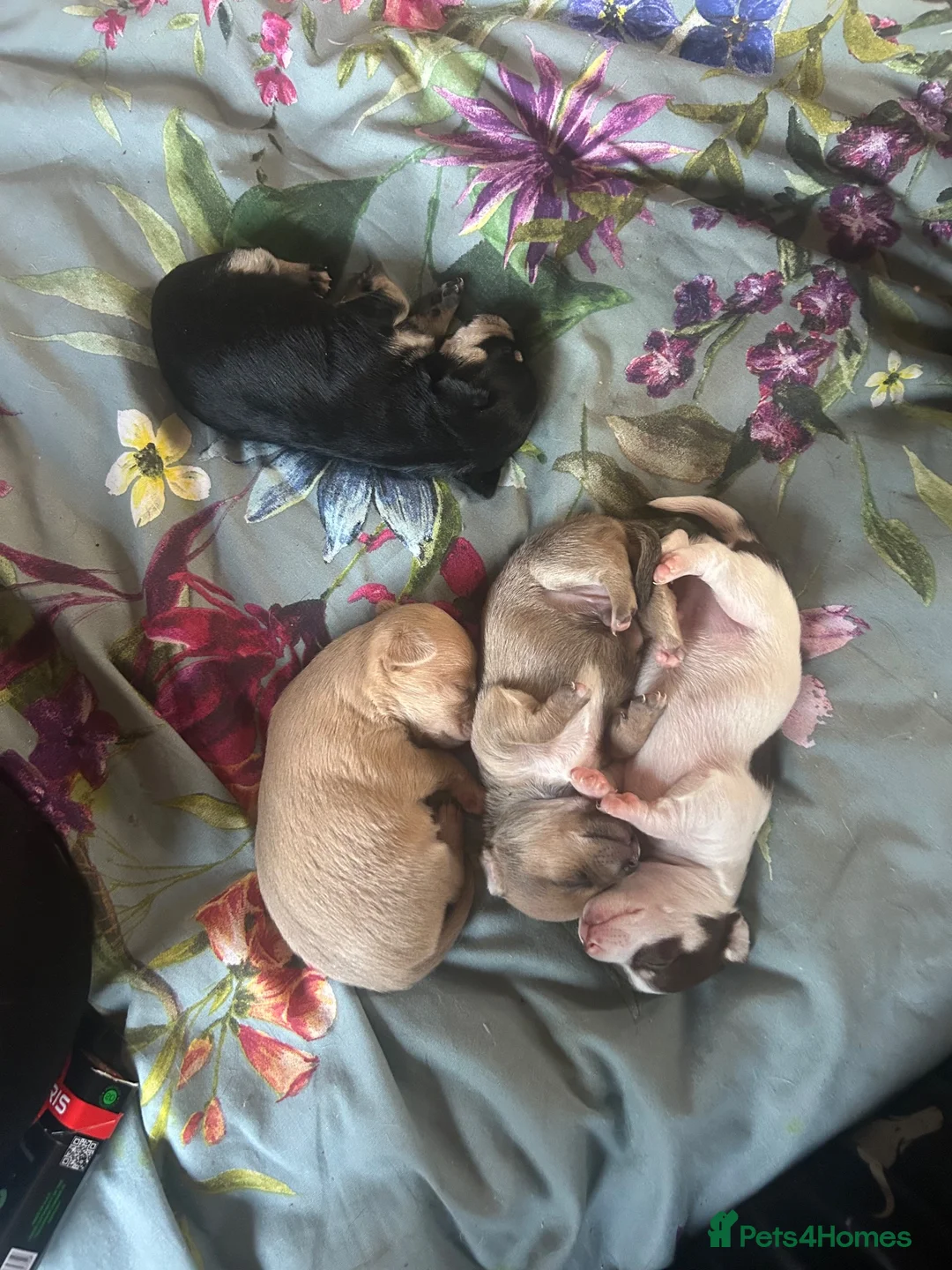 Chihuahua dogs for sale: 3 beautiful Chihuahua puppies  - Advert 2