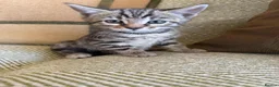 Bengal cats for sale: Exceptional Bengal Heritage Kittens in Llangammarch Wells - Advert 15