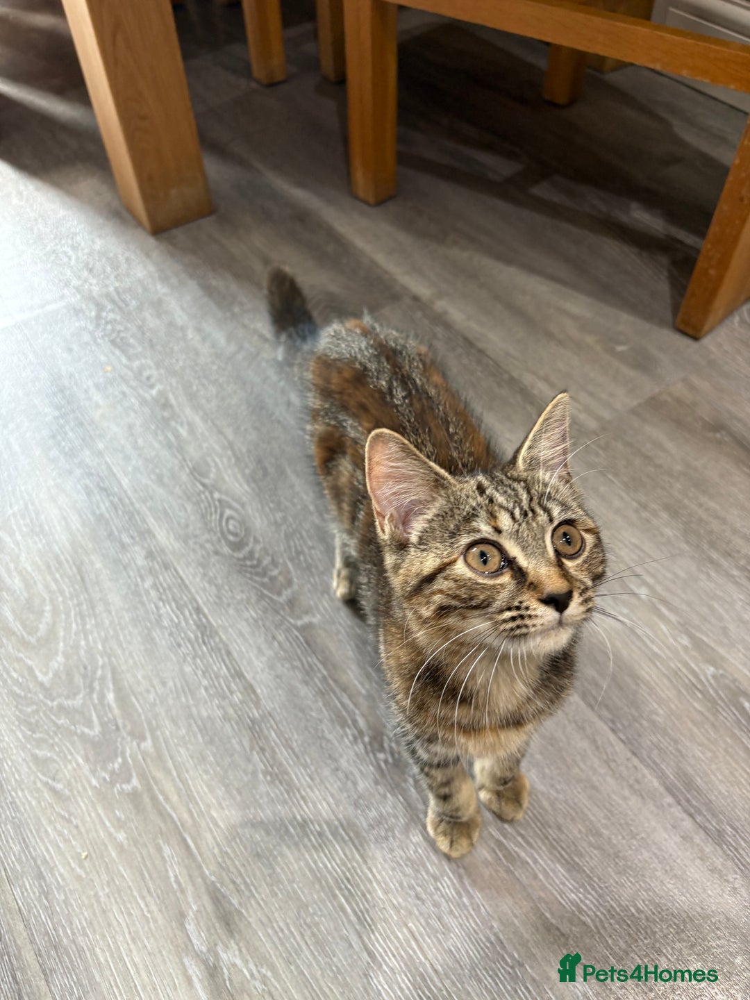 Mixed Breed cats for sale: Kitten for sale - Image 2
