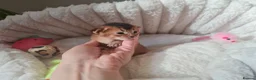 Abyssinian cats for sale: One beautiful Abyssinian boy - Advert 14