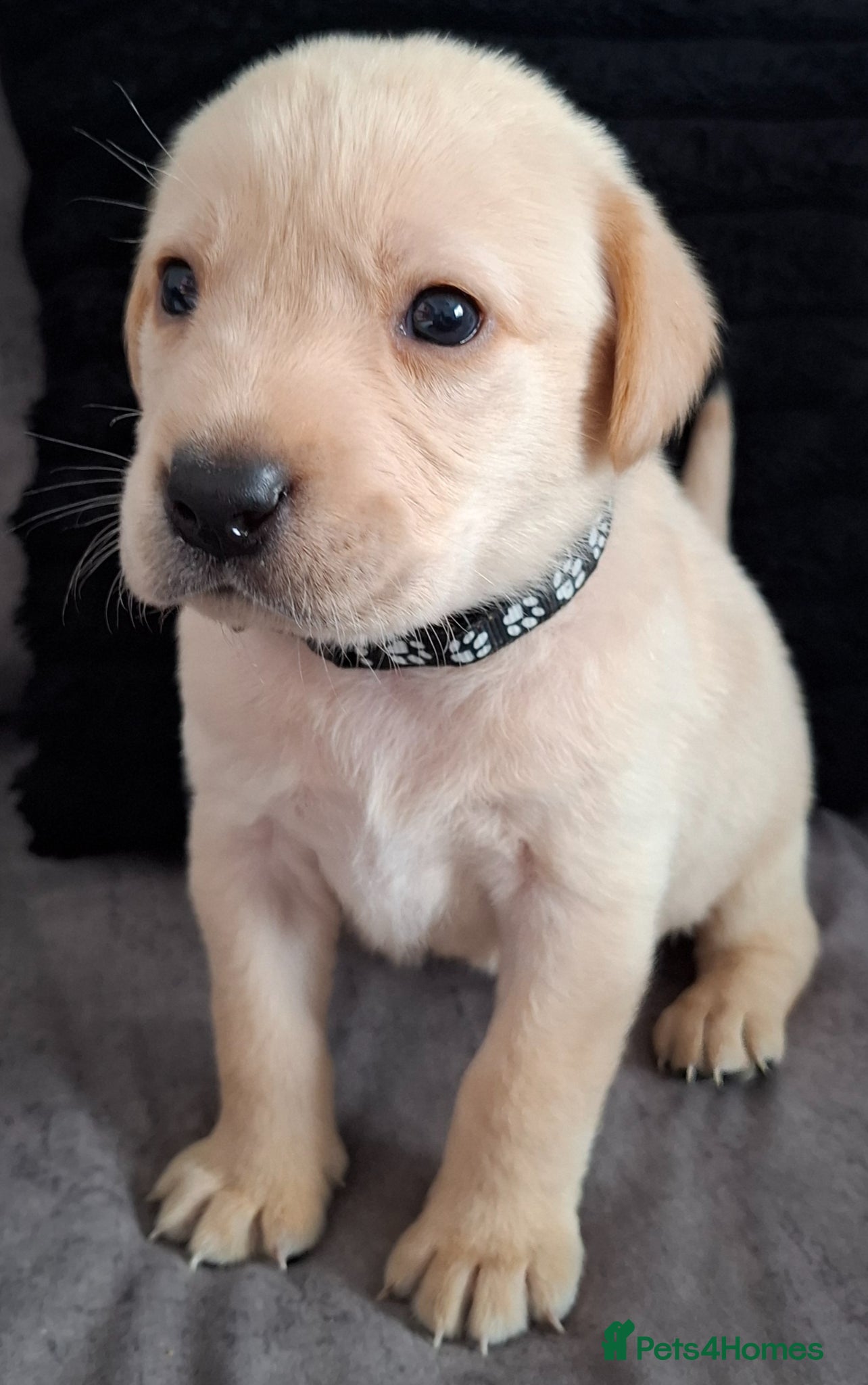Labrador Retriever dogs **Forever home required for Surrey's Winter King** - Advert 10