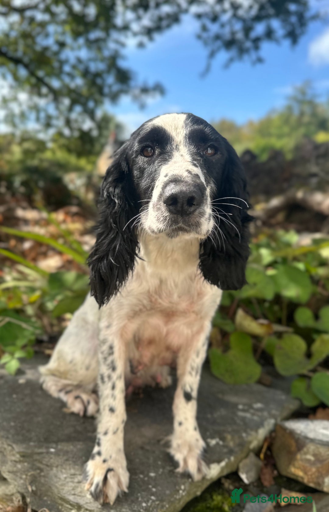 Sprocker dogs for sale: Sprocker spaniel puppies  - Image 4