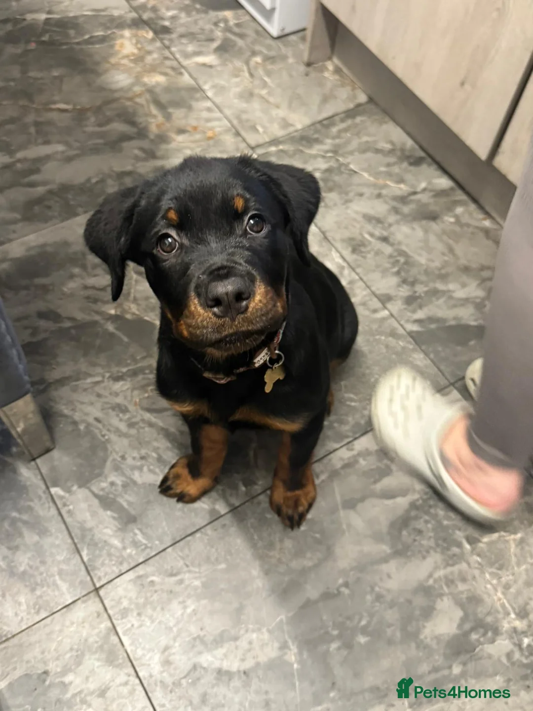 Rottweiler dogs for sale: Rottweiler female pup - Advert 4