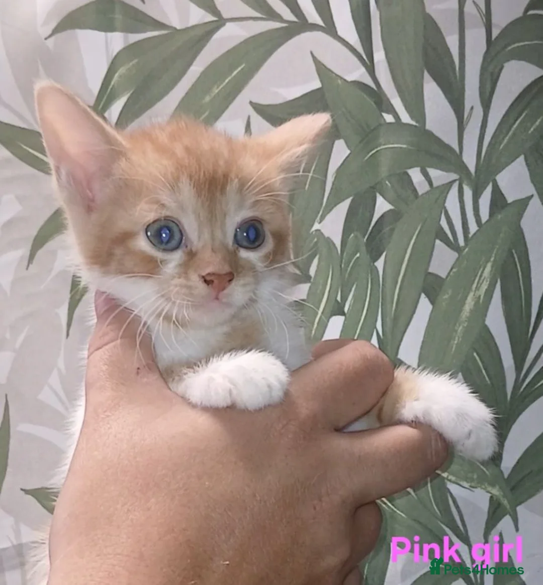 Mixed Breed cats for sale: Beautiful kittens looking for a new sofa  - Advert 11