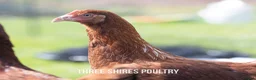 Chickens poultry for sale: Point of Lay Brown Hybrids - Advert 1