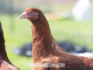 Chickens poultry for sale: Point of Lay Brown Hybrids - Advert 3