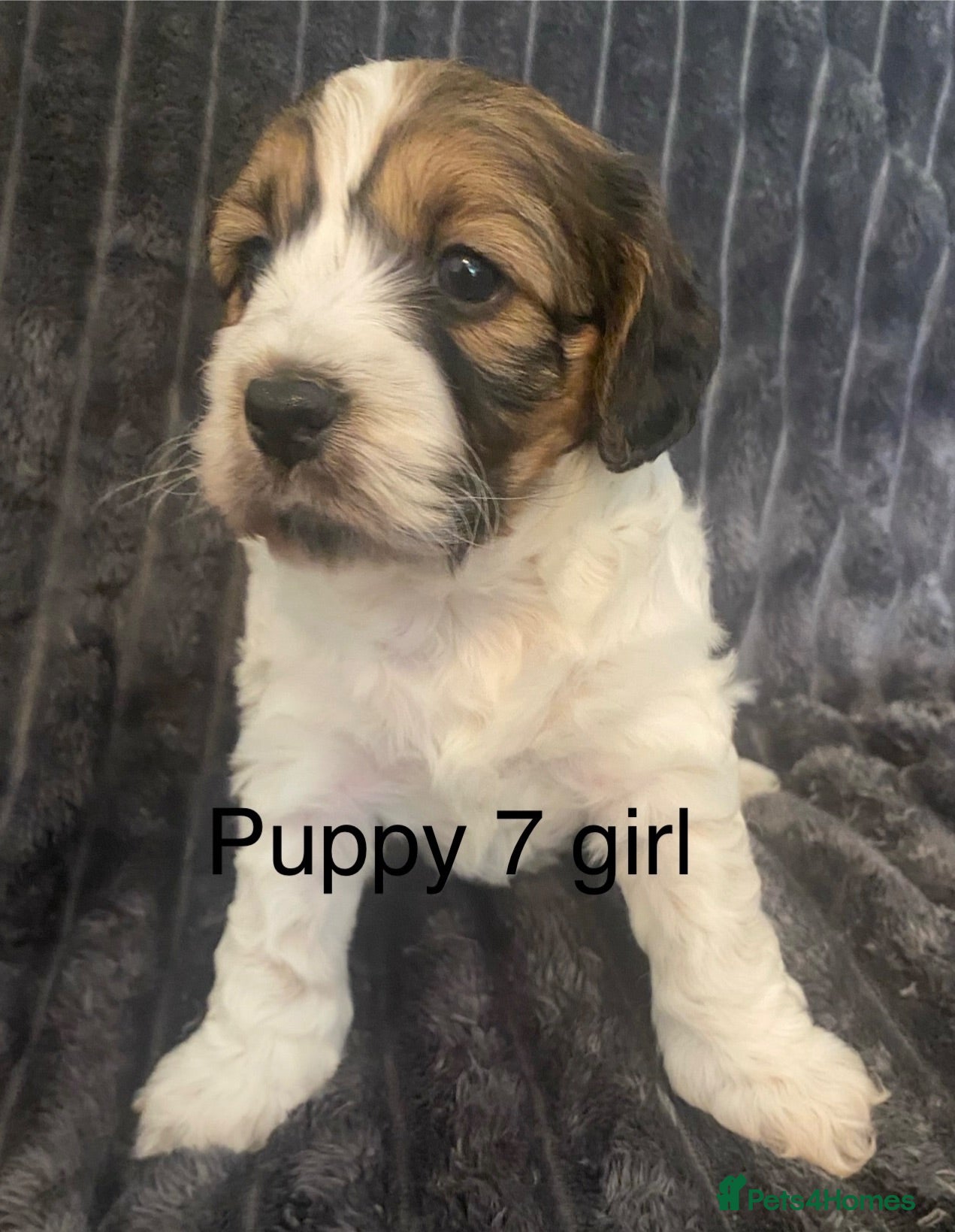 Cockapoo dogs Cockerpoo pups  - Advert 17