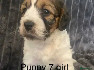 Cockapoo dogs Cockerpoo pups - Advert 17