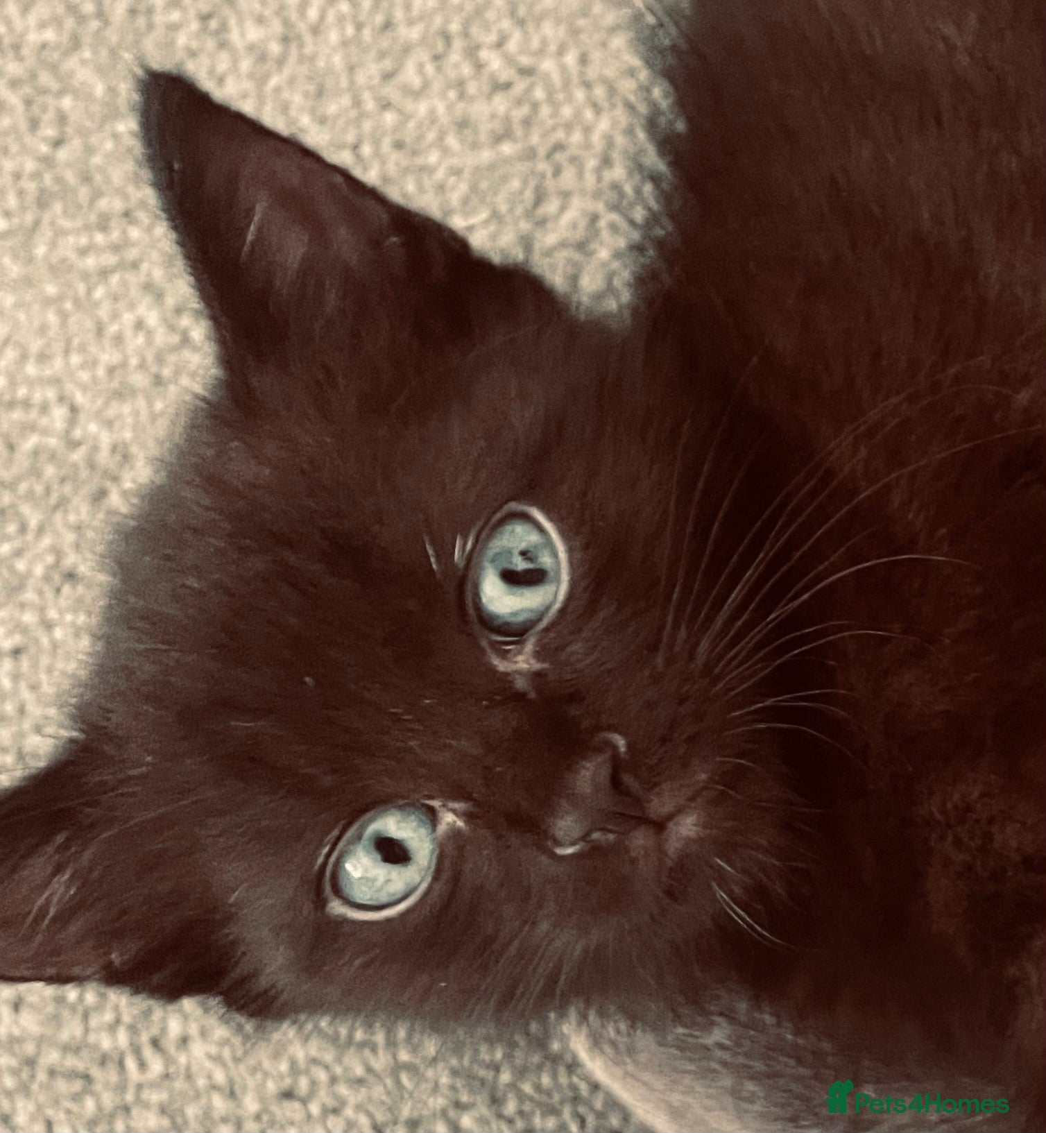Mixed Breed cats Gorgeous little boy kitten  - Advert 4