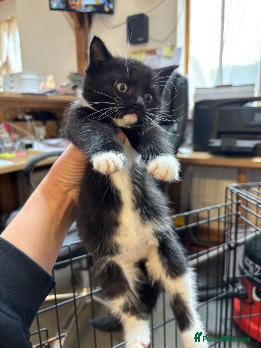 Mixed Breed cats for sale: 2 beautiful girls in Wimborne - Advert 4