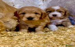 Mini Goldendoodle dogs for sale: Miniature Golden Doodles  - Image 1