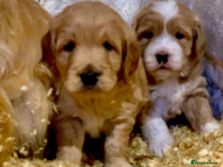 Mini Goldendoodle dogs - Advert 19
