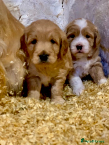 Mini Goldendoodle dogs - Advert 1