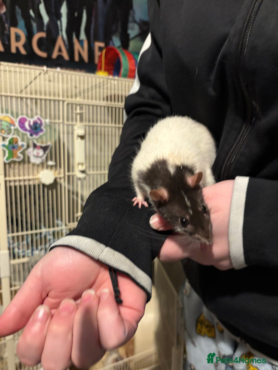 Rat rodents for sale: 4 beautiful girl rats - Advert 5